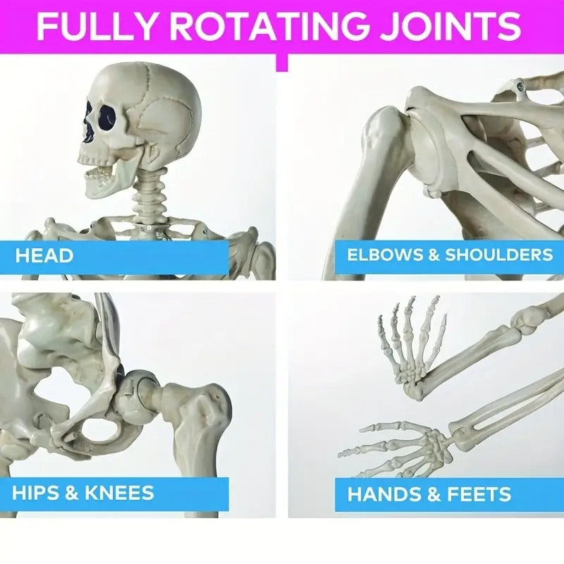 Life Size Standing Skeleton with Movable Joints view 2