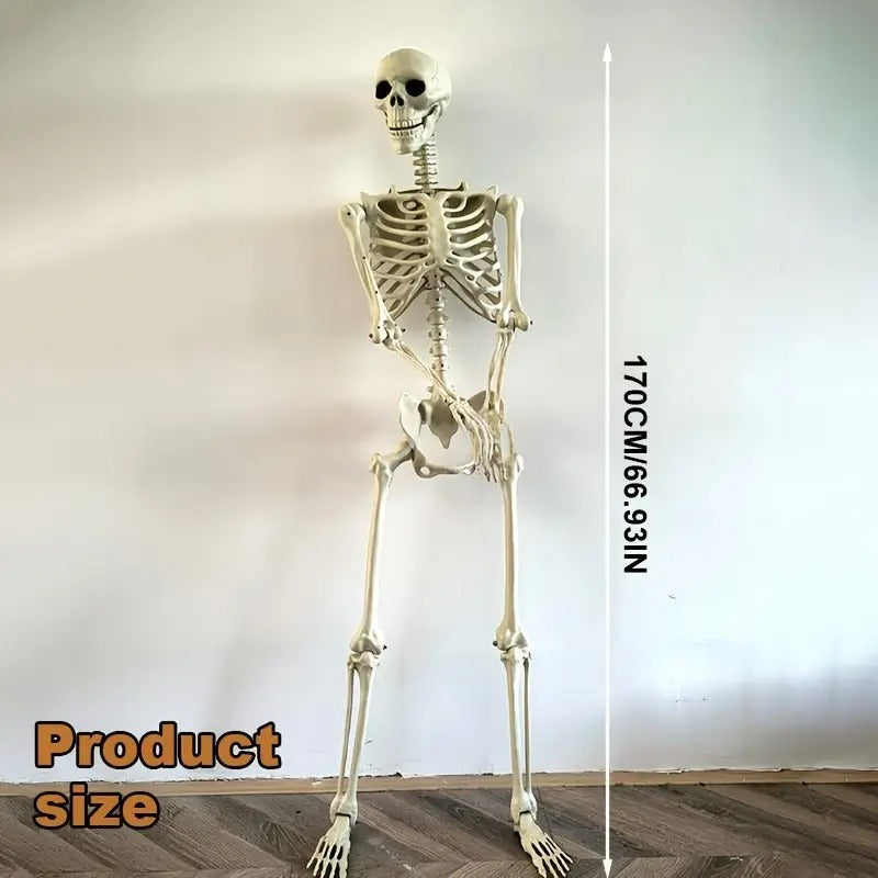 Life Size Standing Skeleton with Movable Joints view 3