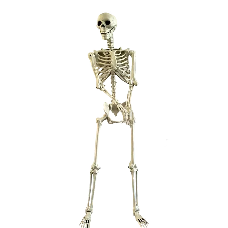 Life Size Standing Skeleton with Movable Joints view 4