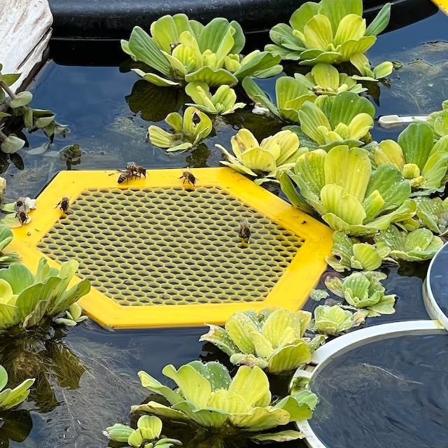 2PCS L 210x180x3.5mm Yellow Floating Bee Saver Waterer - Safe Drinking view 3