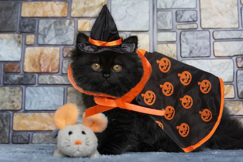 Halloween Cat Costume Cloak Witch Hat Pet Accessories Halloween Adjustable view 5