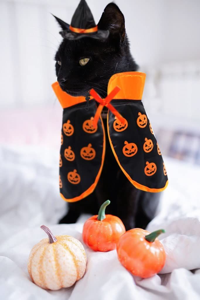 Halloween Cat Costume Cloak Witch Hat Pet Accessories Halloween Adjustable view 6
