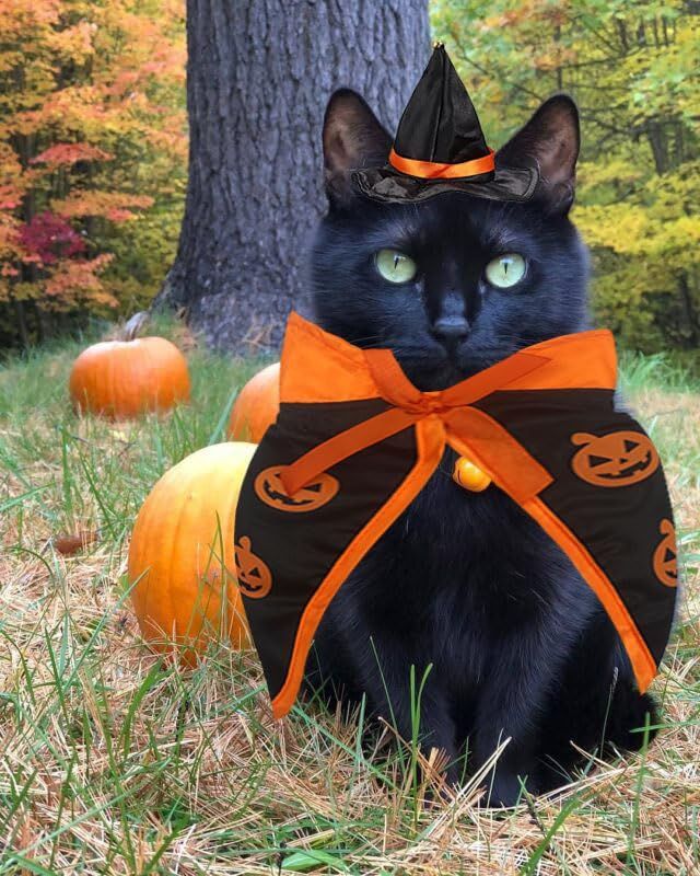 Halloween Cat Costume Cloak Witch Hat Pet Accessories Halloween Adjustable view 8