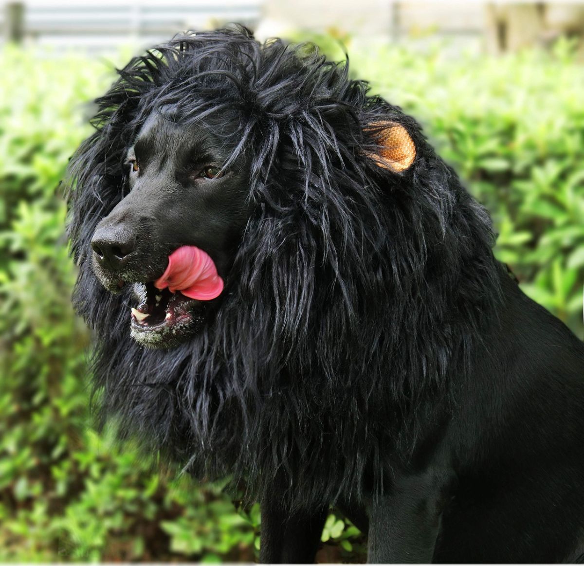 Lion Mane Wig for Dogs with Ears view 2