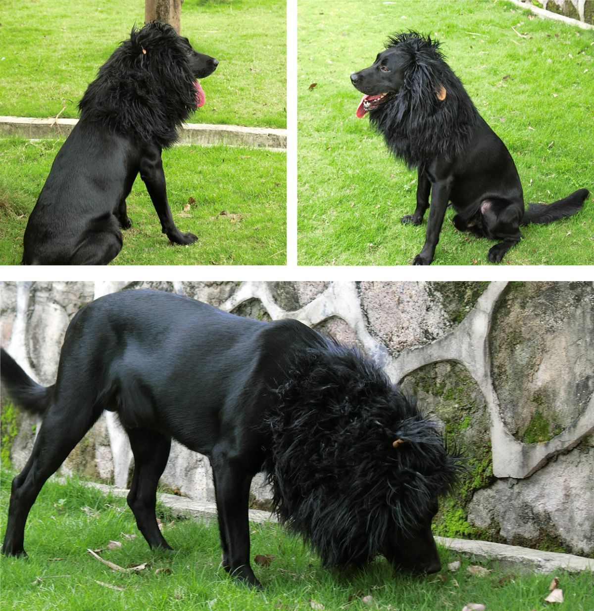 Lion Mane Wig for Dogs with Ears view 3