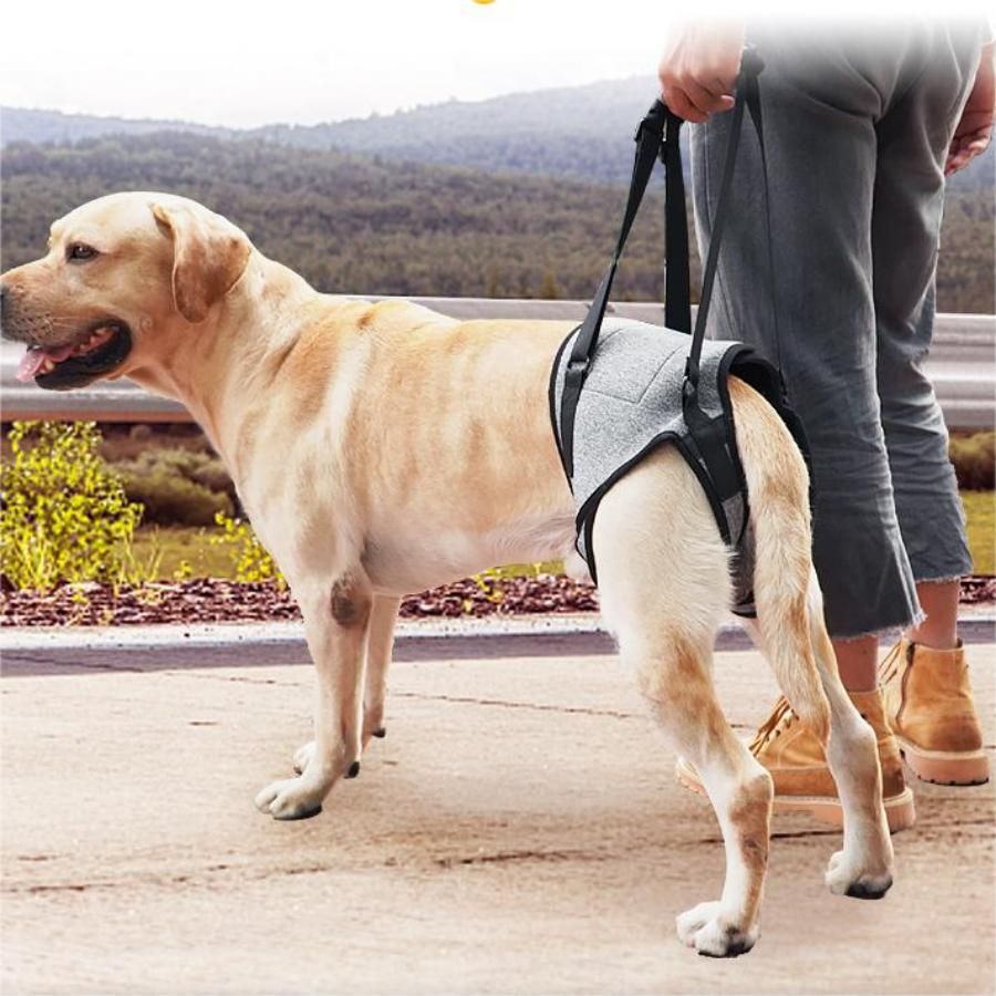 Dog Lift Harness, Dog Sling for Medium Large Dogs, Adjustable Dog Support view 3