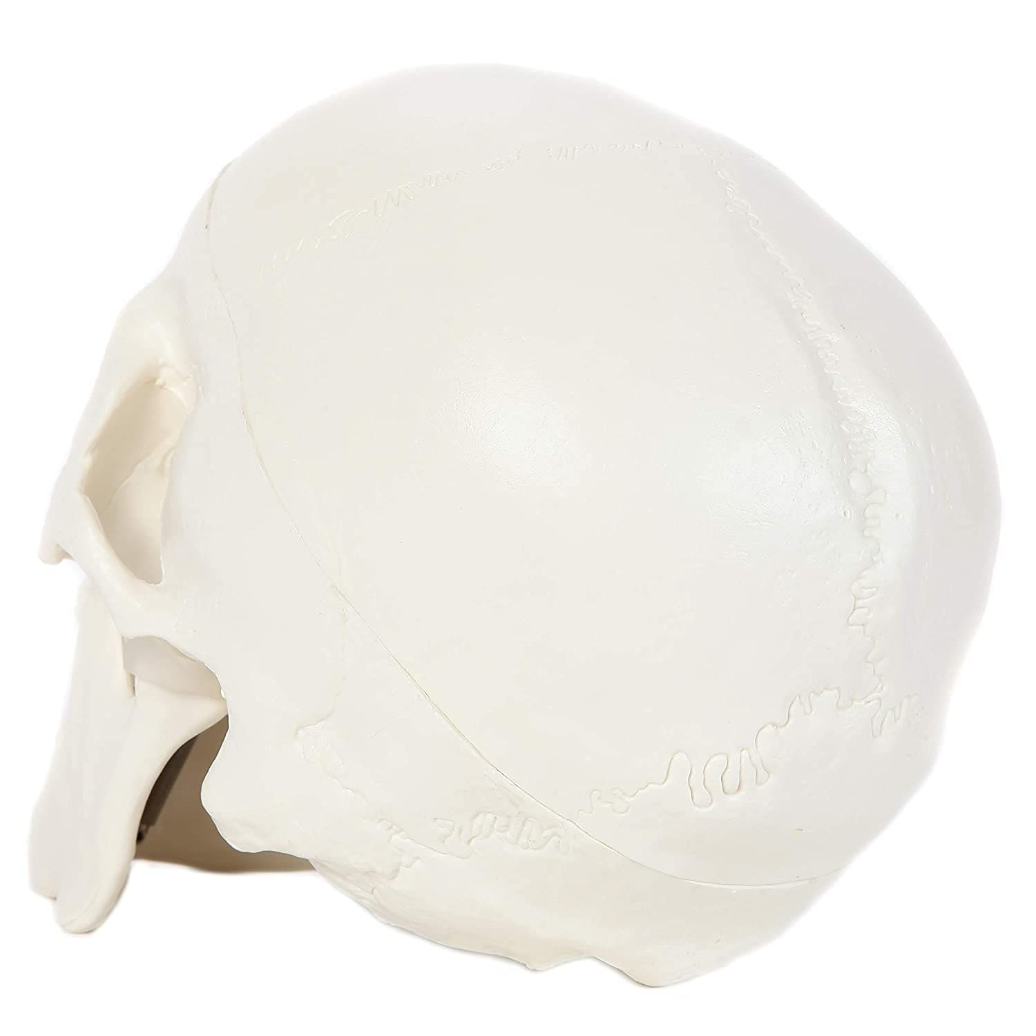 Human Skull Anatomical Model view 3