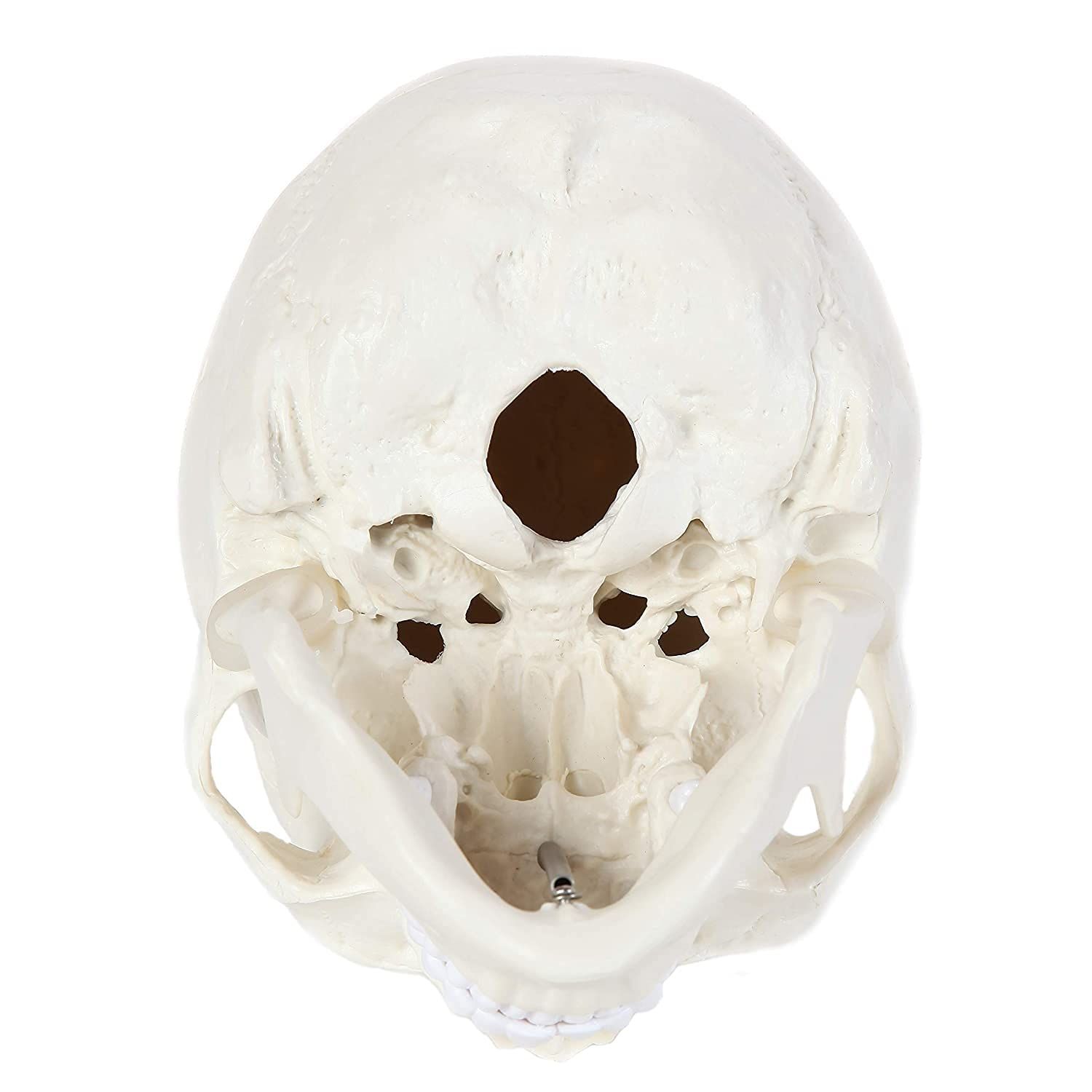Human Skull Anatomical Model view 5