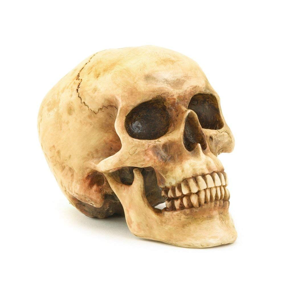 Highly Realistic Replica Human Skull Statue Home Décor Can be used as seasonal