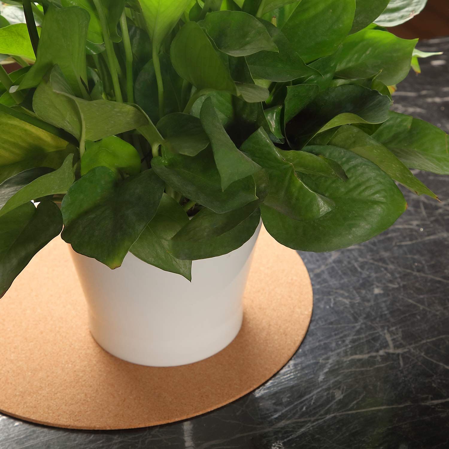 30cm Large Cork Plant Coasters view 5