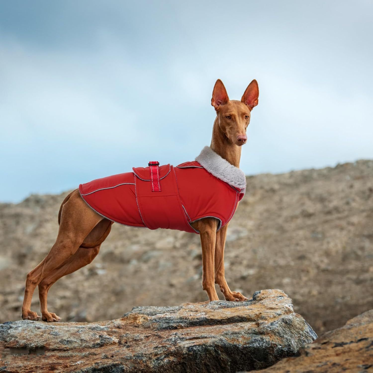 Warm Dog Coat Waterproof Dog Jacket Reflective Vest with Adjustable Buckle view 4