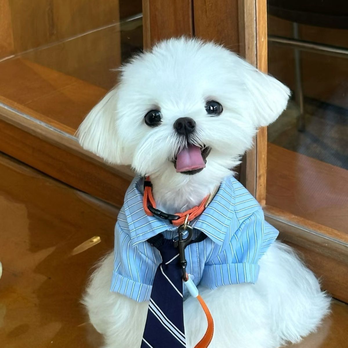 Lightweight Spring Summer Pet Shirt for Cats & Dogs view 3