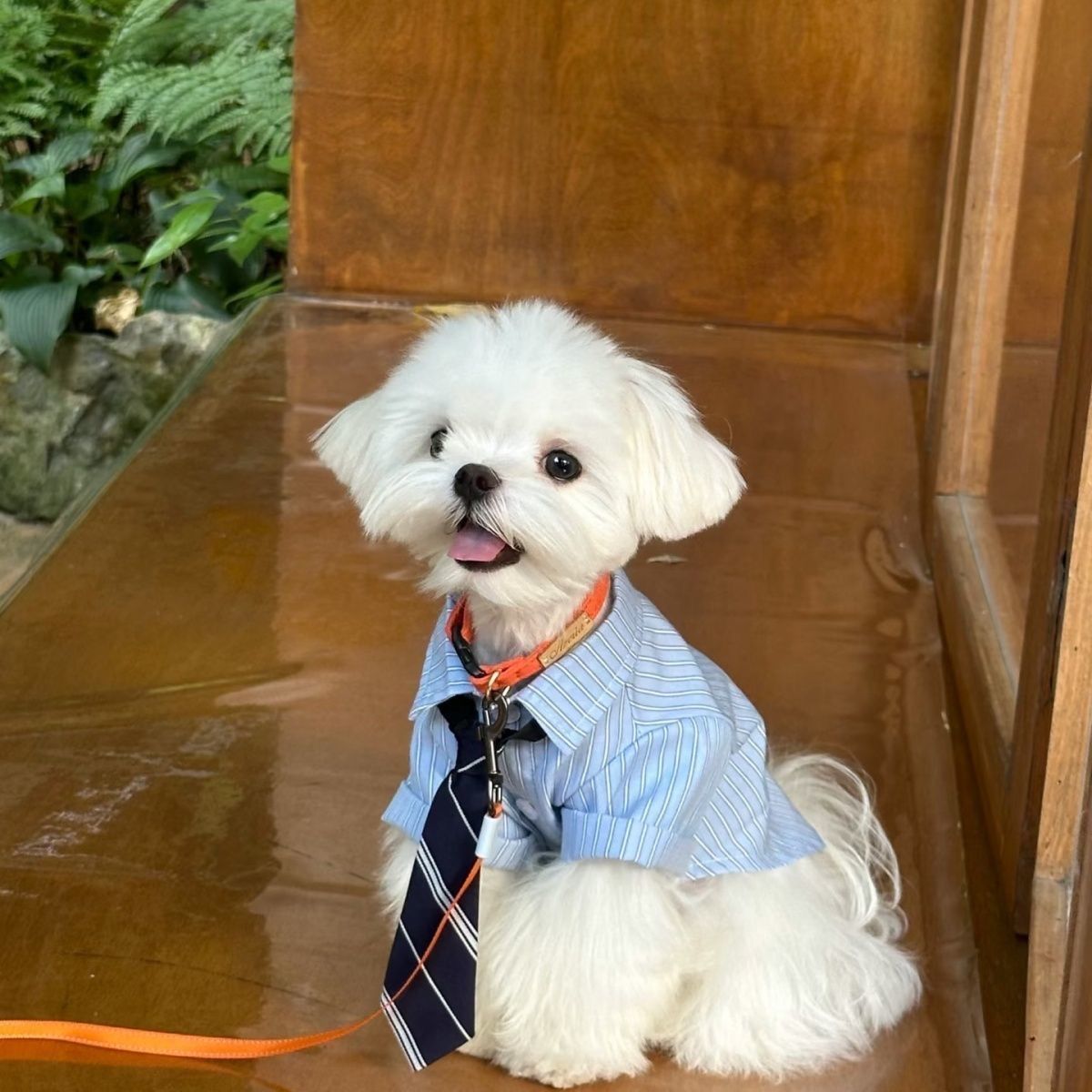 Casual Thin Spring Summer Pet Shirt view 5