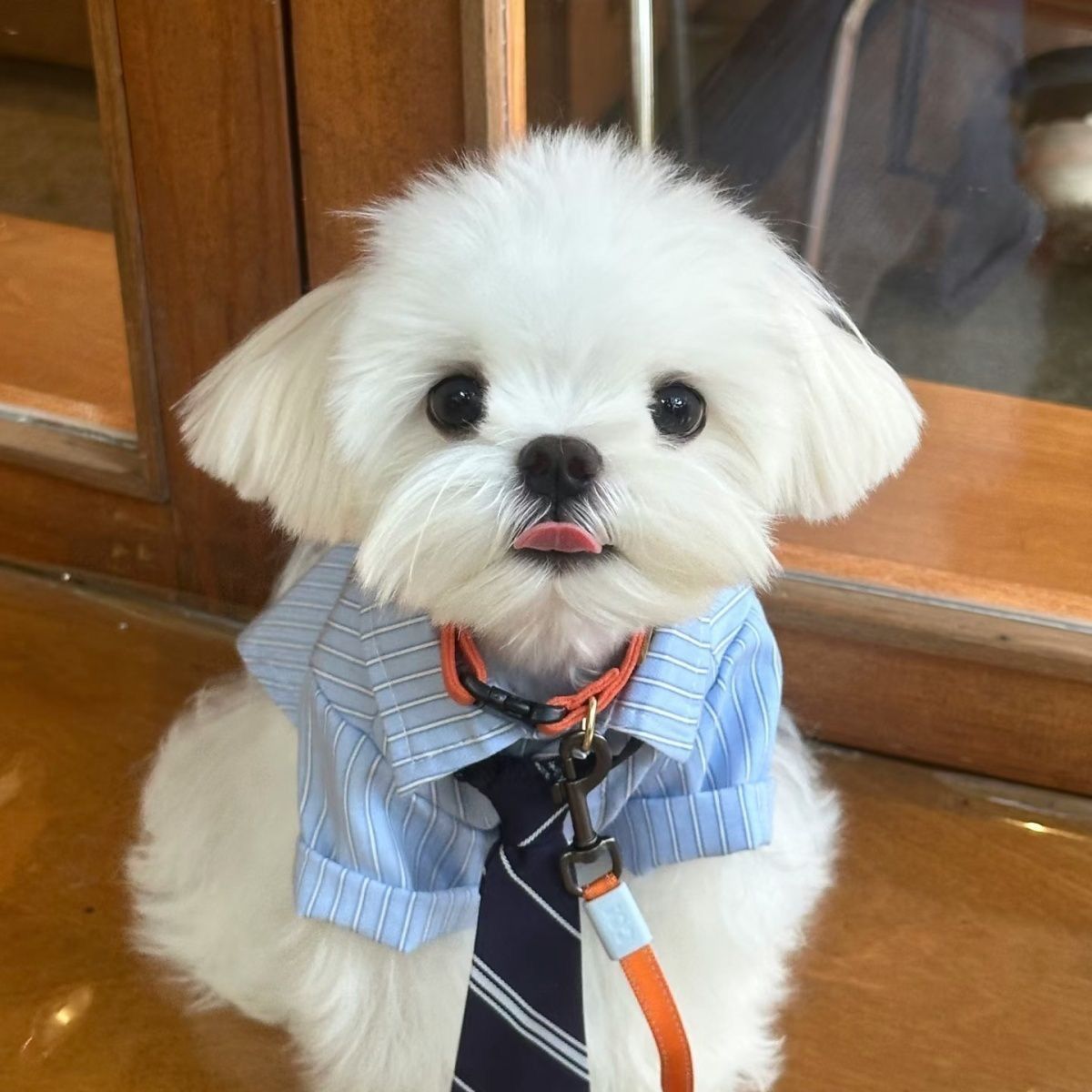Thin Breathable Pet Collared Shirt With Decorative Tie view 4