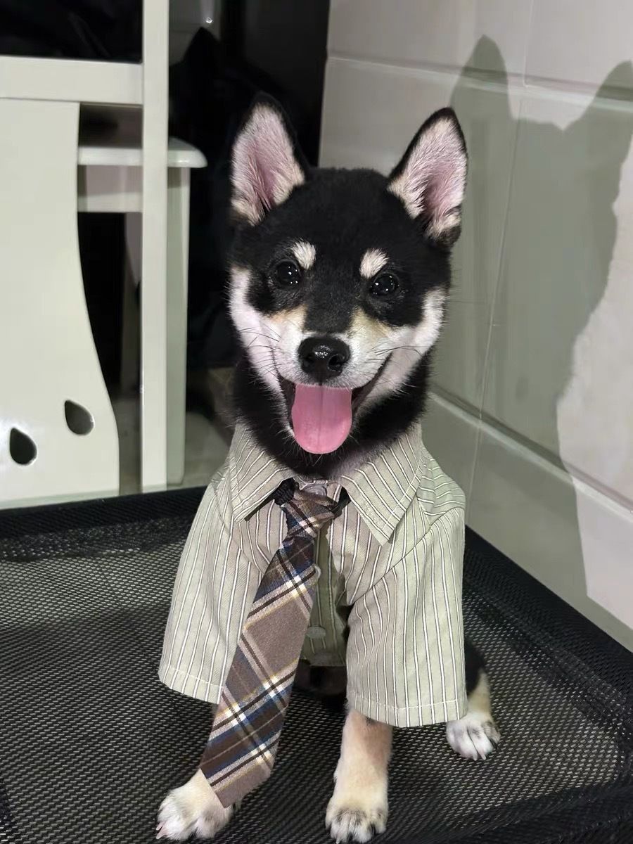 Thin Breathable Pet Collared Shirt With Decorative Tie view 6