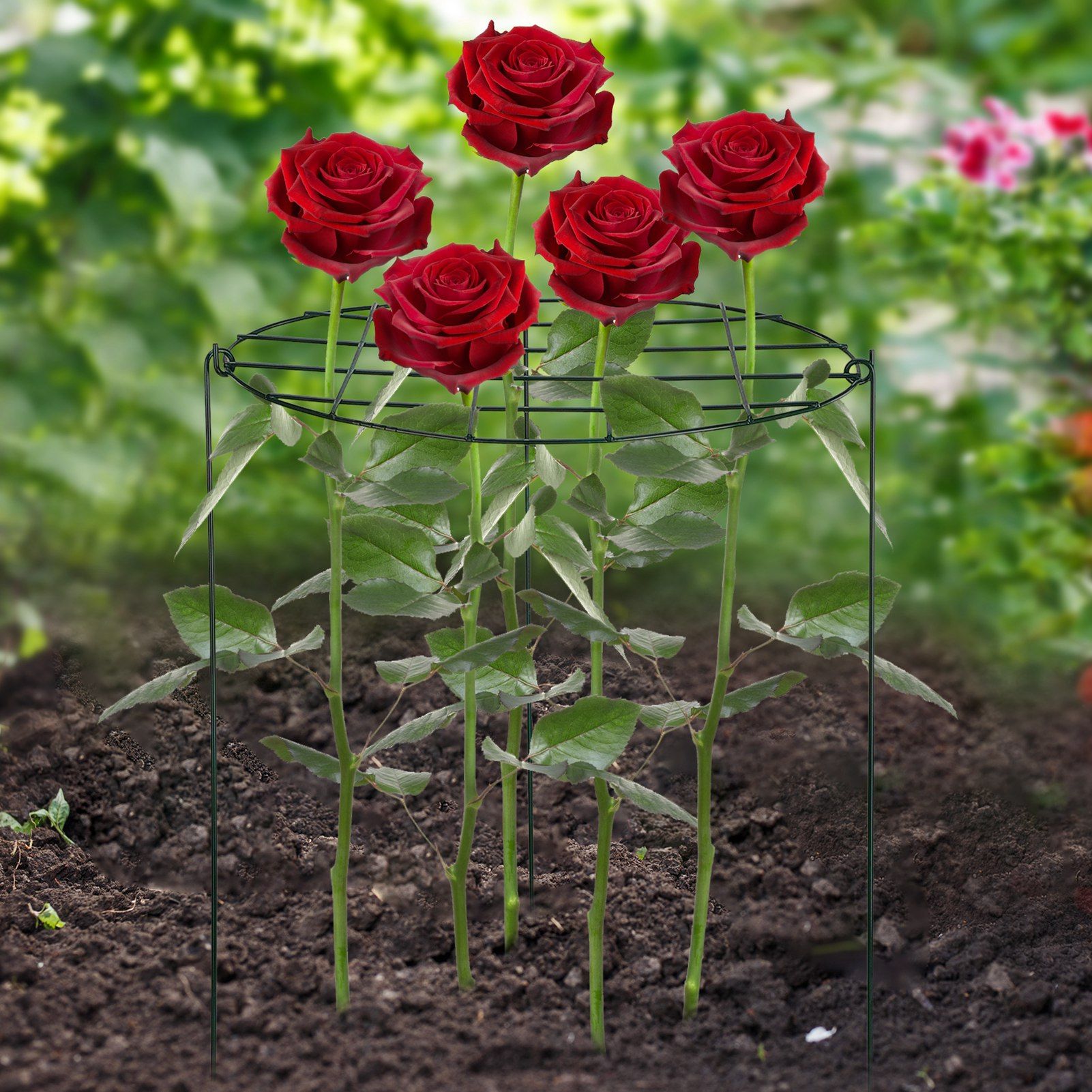 Garden Grid Shaped Iron Metal Plant Stand Strawberry Stand Plant Support Stake view 11