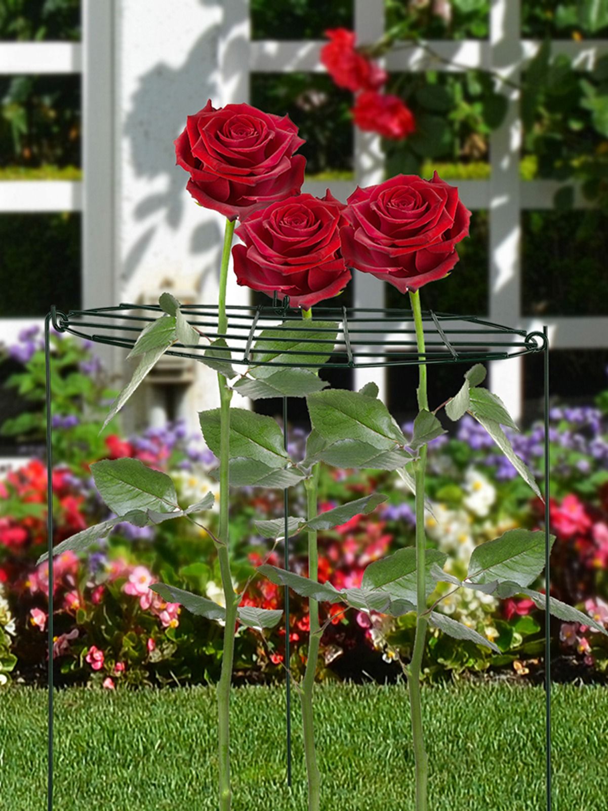 Garden Grid Shaped Iron Metal Plant Stand Strawberry Stand Plant Support Stake view 15