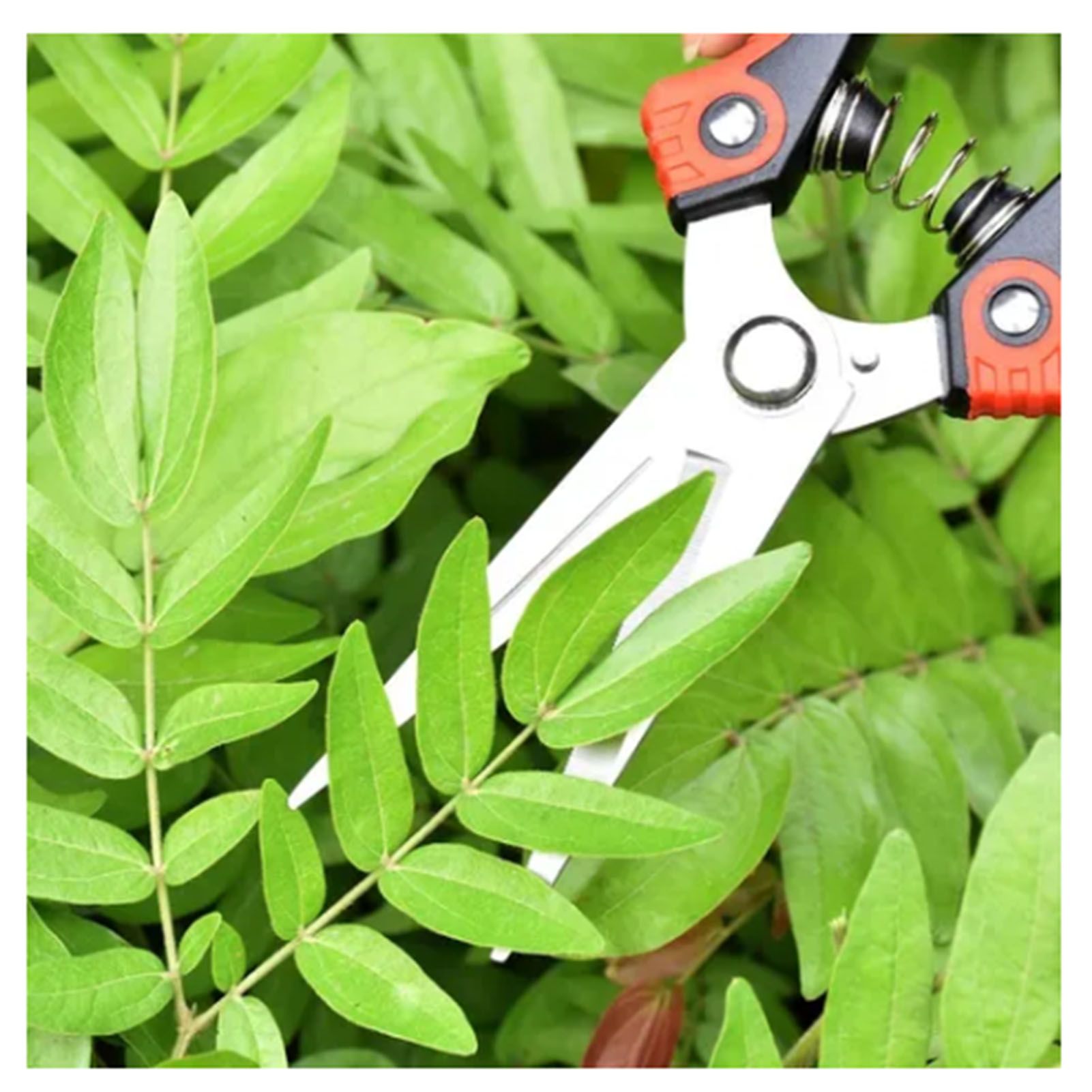 2Pcs Garden Pruning Shears Labor Saving Fruit Tree Thick Branch Pruning Shears view 5
