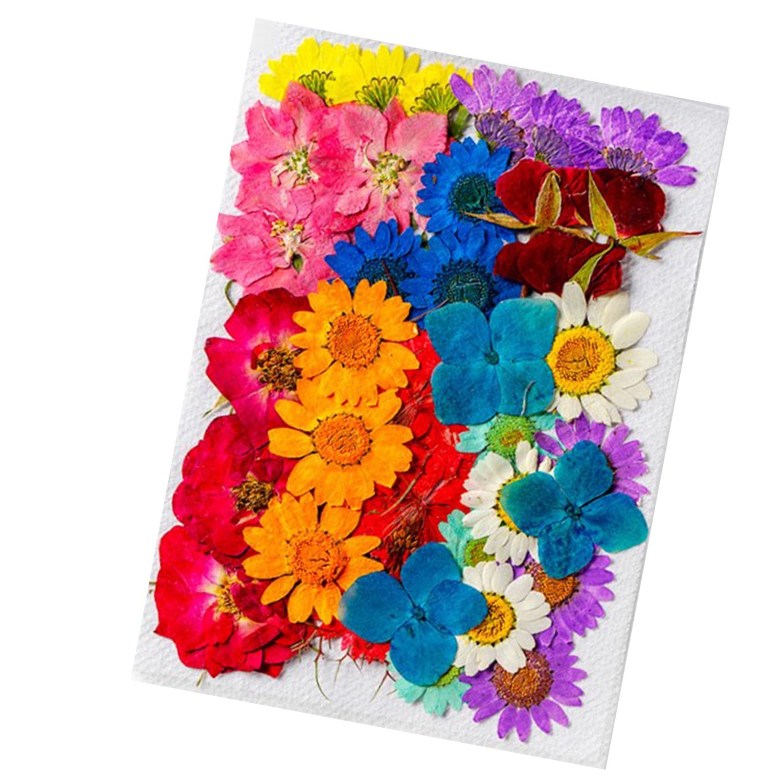 36Pcs Dried Flowers Assorted Styles Colors Natural Material Multipurpose Dried view 3