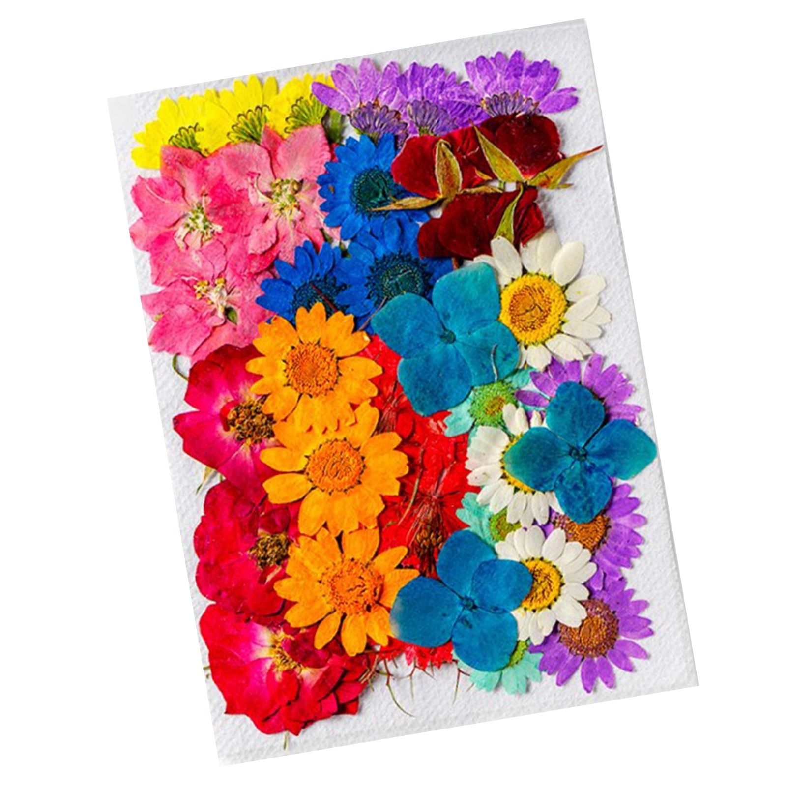 36Pcs Dried Flowers Assorted Styles Colors Natural Material Multipurpose Dried view 4