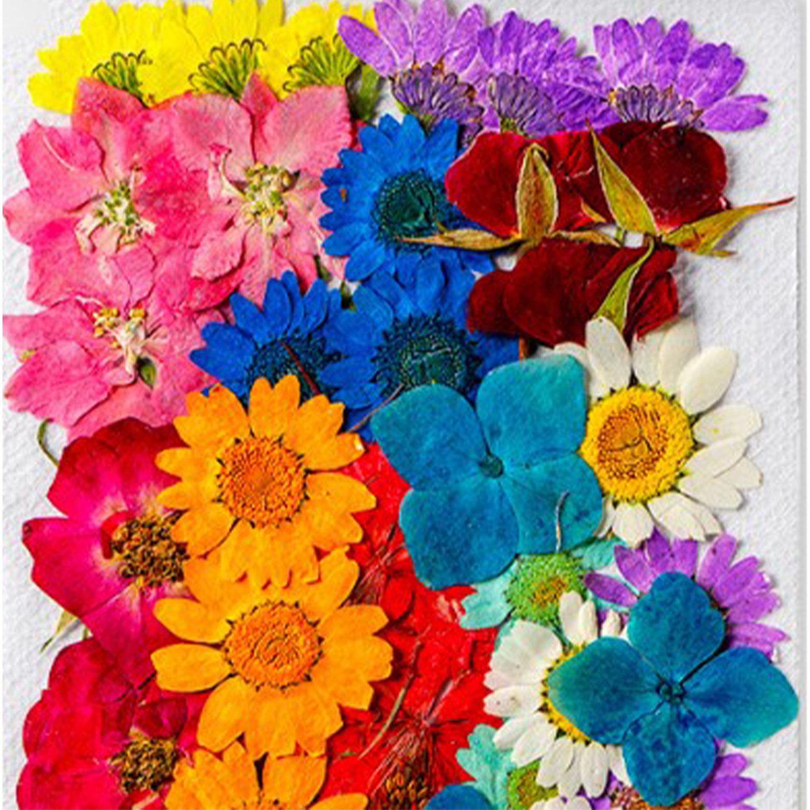 36Pcs Dried Flowers Assorted Styles Colors Natural Material Multipurpose Dried view 7