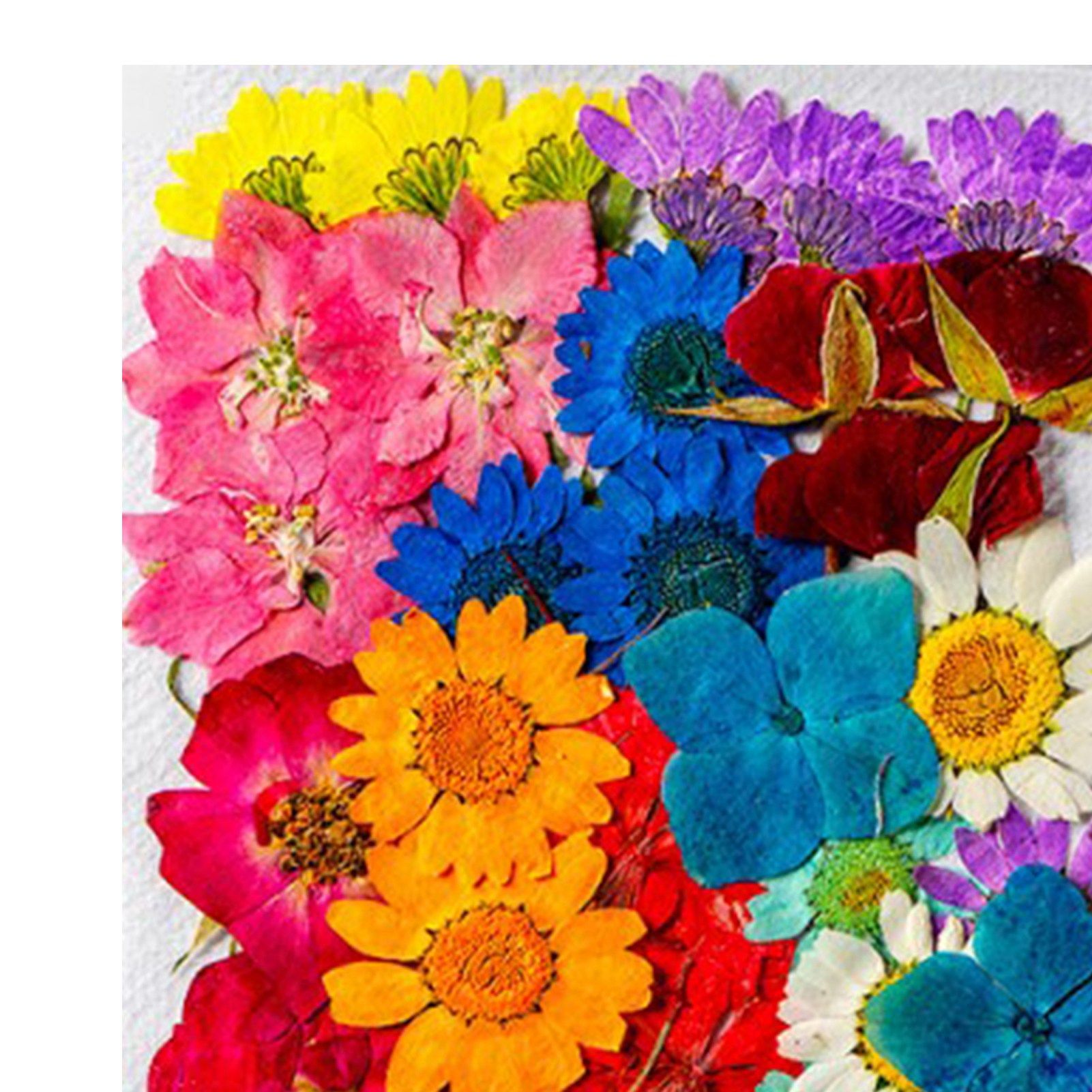 36Pcs Dried Flowers Assorted Styles Colors Natural Material Multipurpose Dried view 9