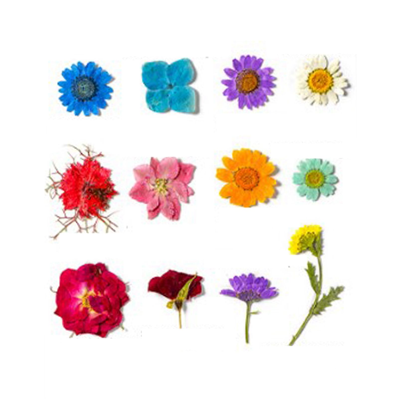 36Pcs Dried Flowers Assorted Styles Colors Natural Material Multipurpose Dried view 10
