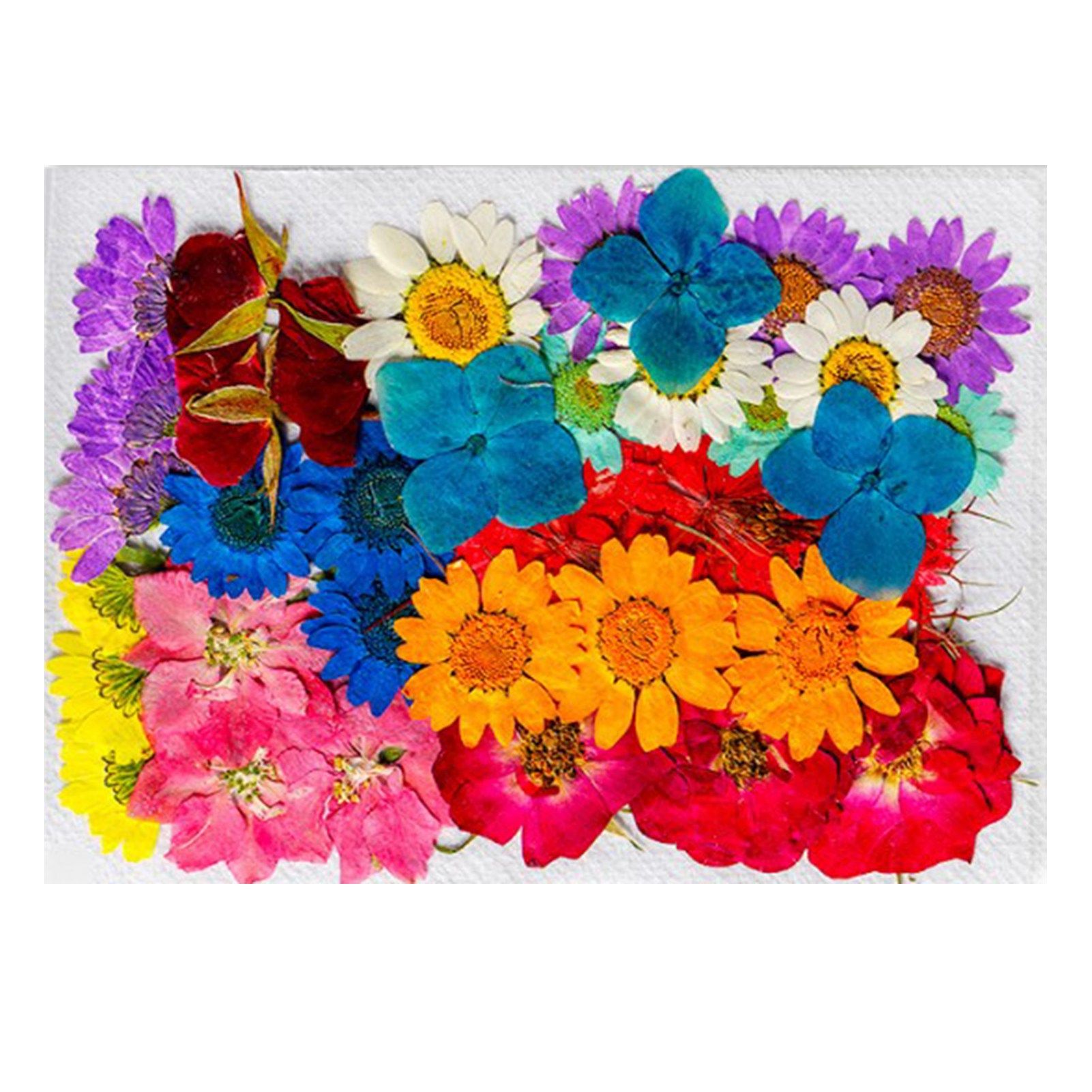 36Pcs Dried Flowers Assorted Styles Colors Natural Material Multipurpose Dried view 11