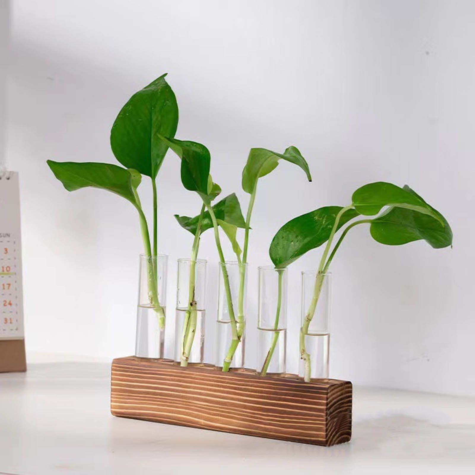 Glass Plant Propagation Station Plant Propagation Tubes Desktop Plant view 12