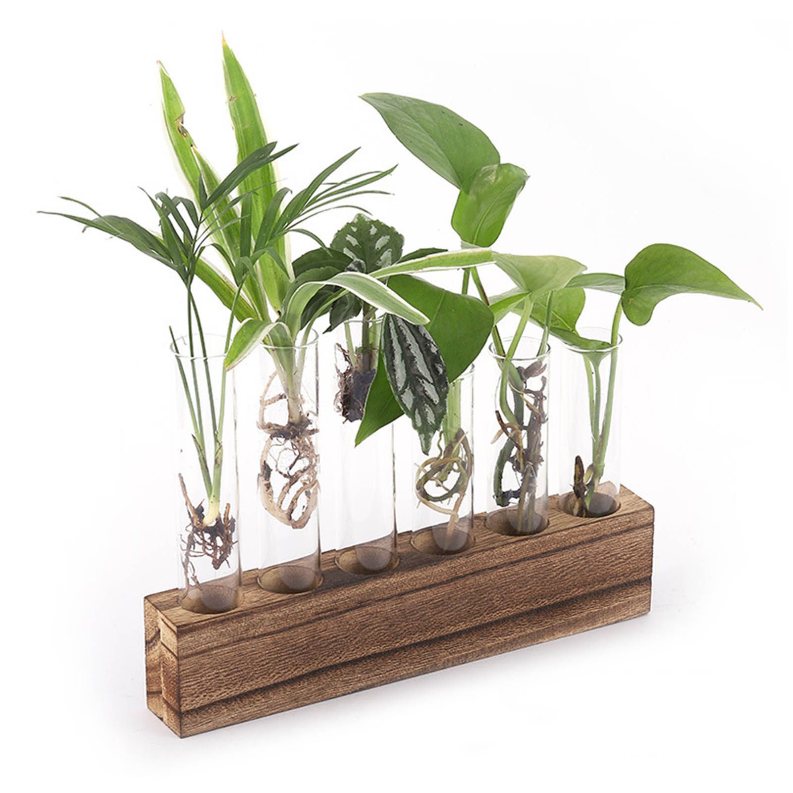 Glass Plant Propagation Station Plant Propagation Tubes Desktop Plant view 12