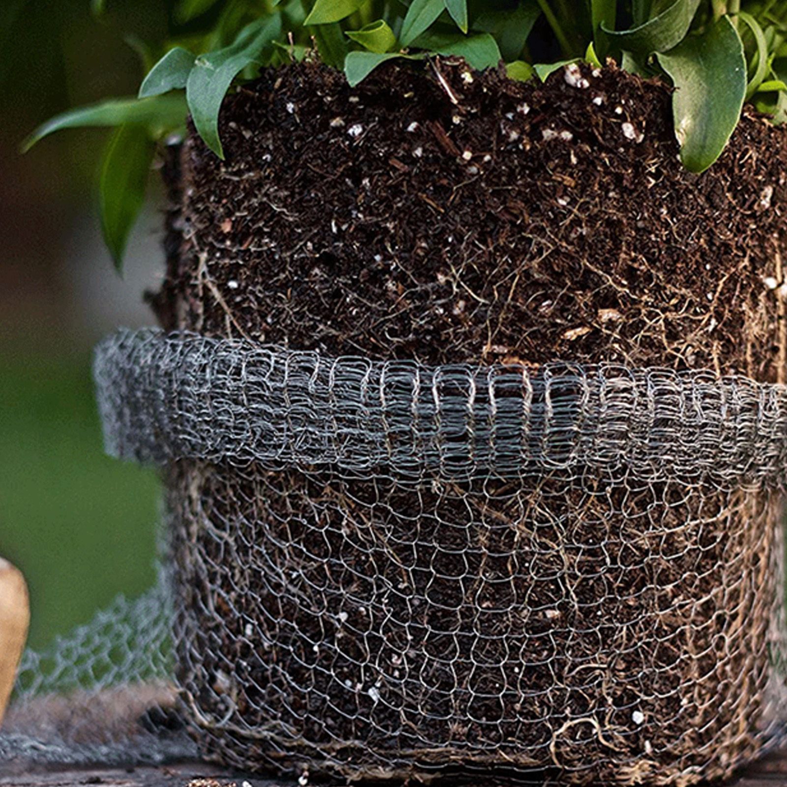 Plant Root Guard Gopher Proof Wire Basket Mole Vole Mesh Wire Basket view 10