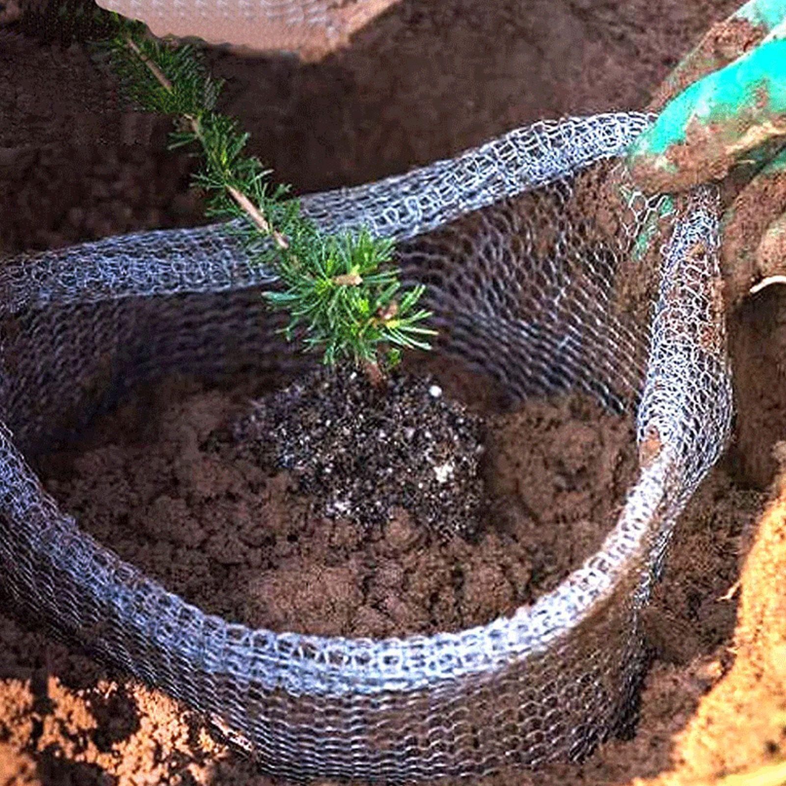 Plant Root Guard Gopher Proof Wire Basket Mole Vole Mesh Wire Basket view 13