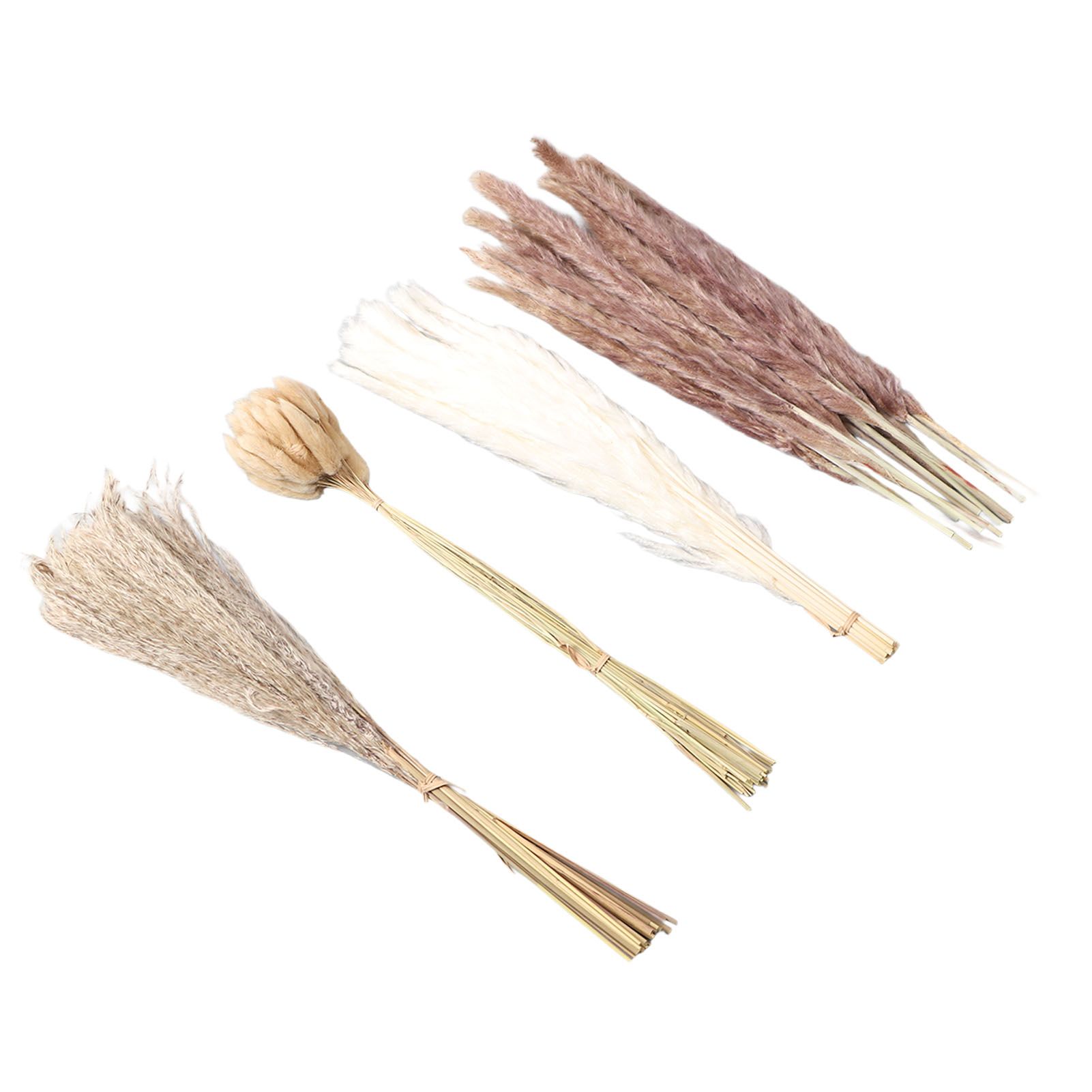 Natural Dried Pampas Grass Fluffy 15PCS White Pampas 15PCS Brown Pampas 50PCS view 4
