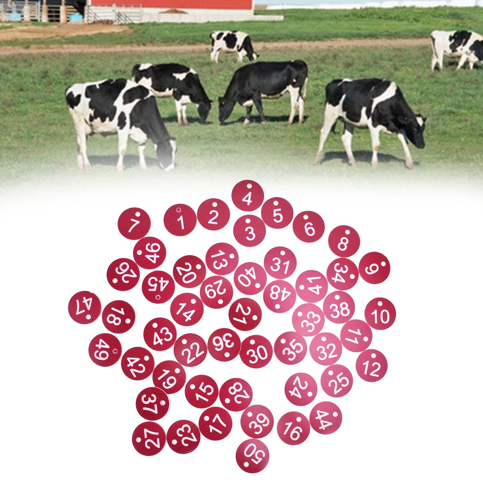 50PCS Numbered Label Numbered Tag for Farm Livestock Beekeeping Husbandry view 11