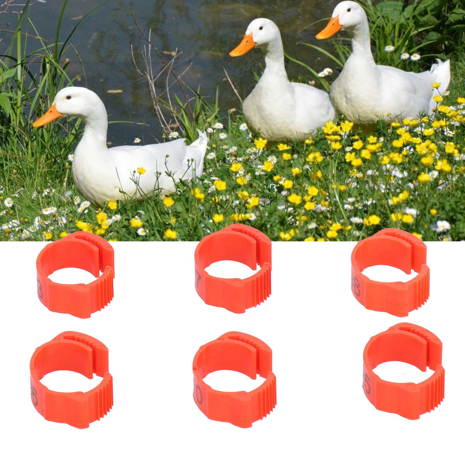 100PCS/Bag Poultry Leg Bands ClipOn Foot Rings with 01100 Numbers for Chicken view 11