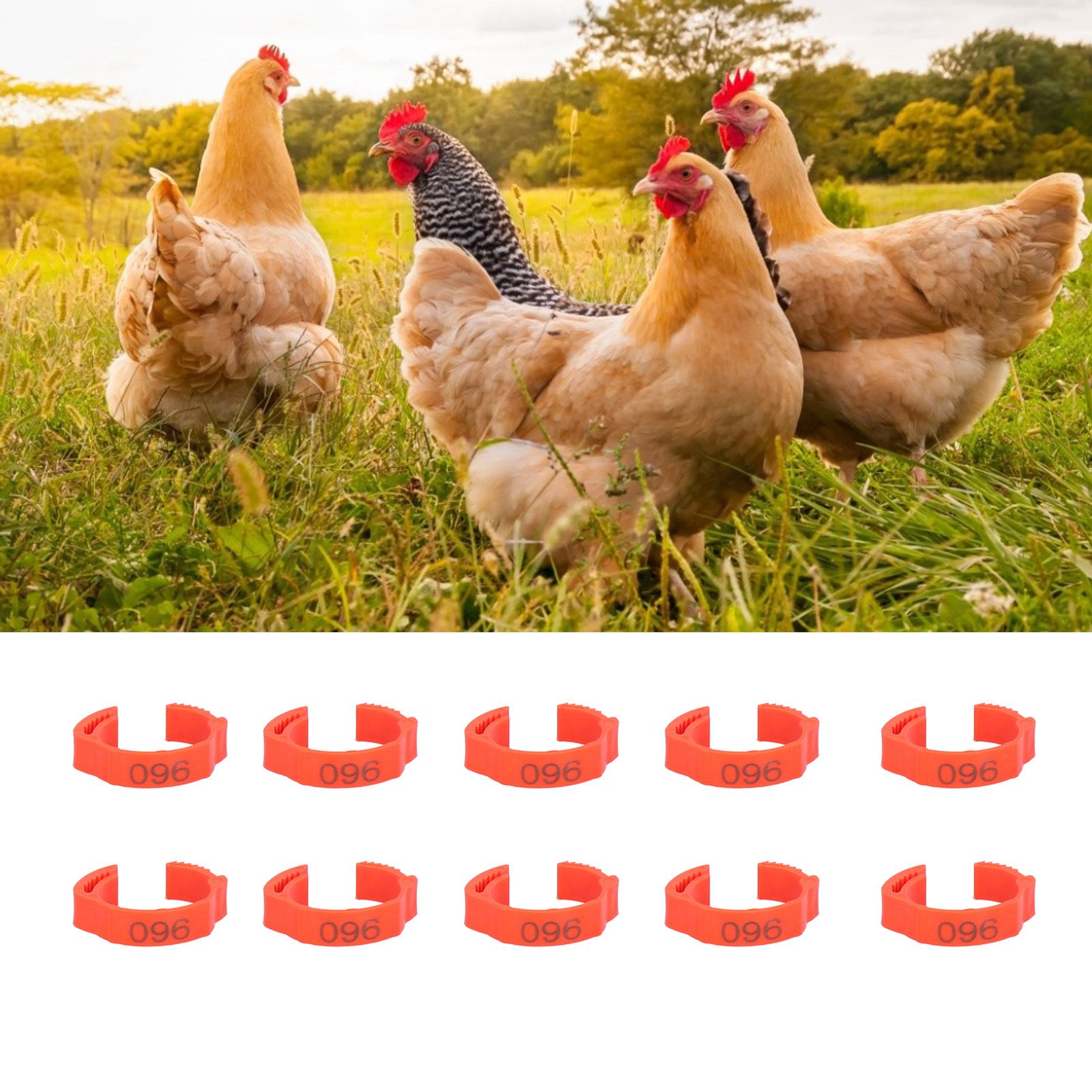 100PCS/Bag Poultry Leg Bands ClipOn Foot Rings with 01100 Numbers for Chicken view 12