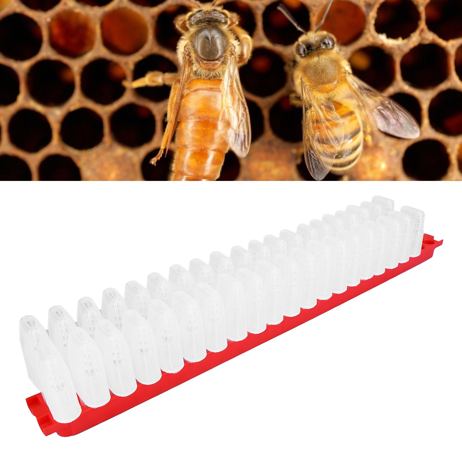 Bee Queen Cage Plastic Bee Rearing Cages Kit with Transport Strip Beekeeping view 11