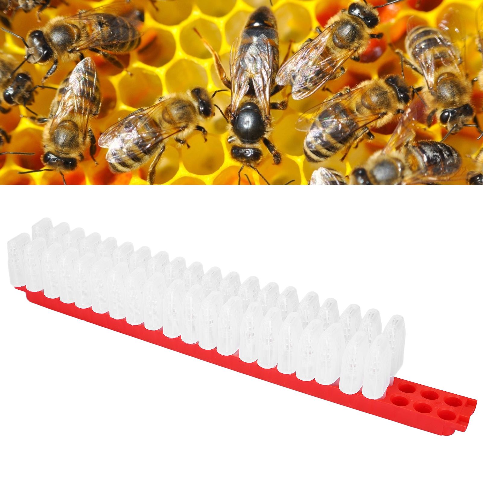 Bee Queen Cage Plastic Bee Rearing Cages Kit with Transport Strip Beekeeping view 12