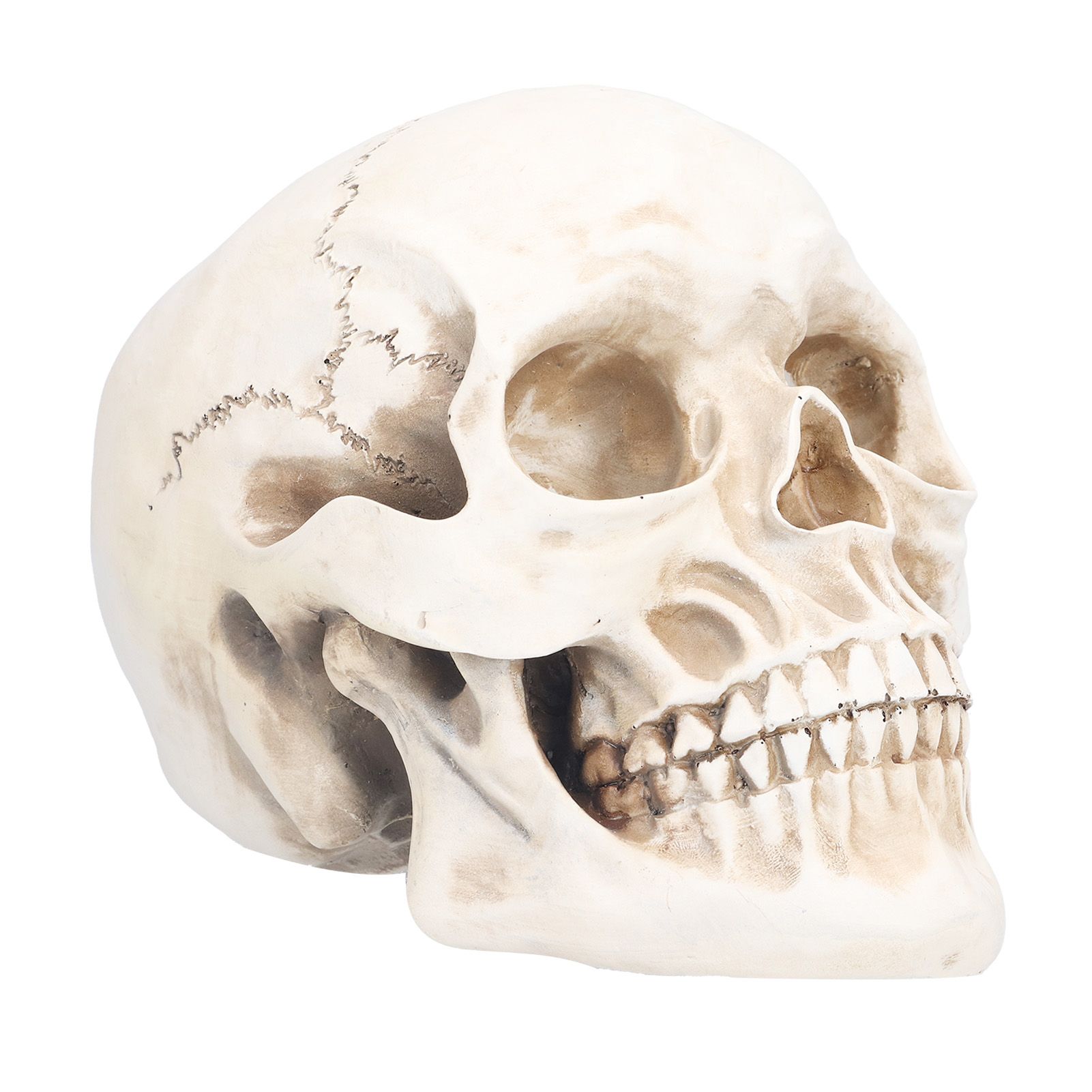 Animal Skull Model Skull Decoration Ornament Resin Craftwork Halloween Props — image 1