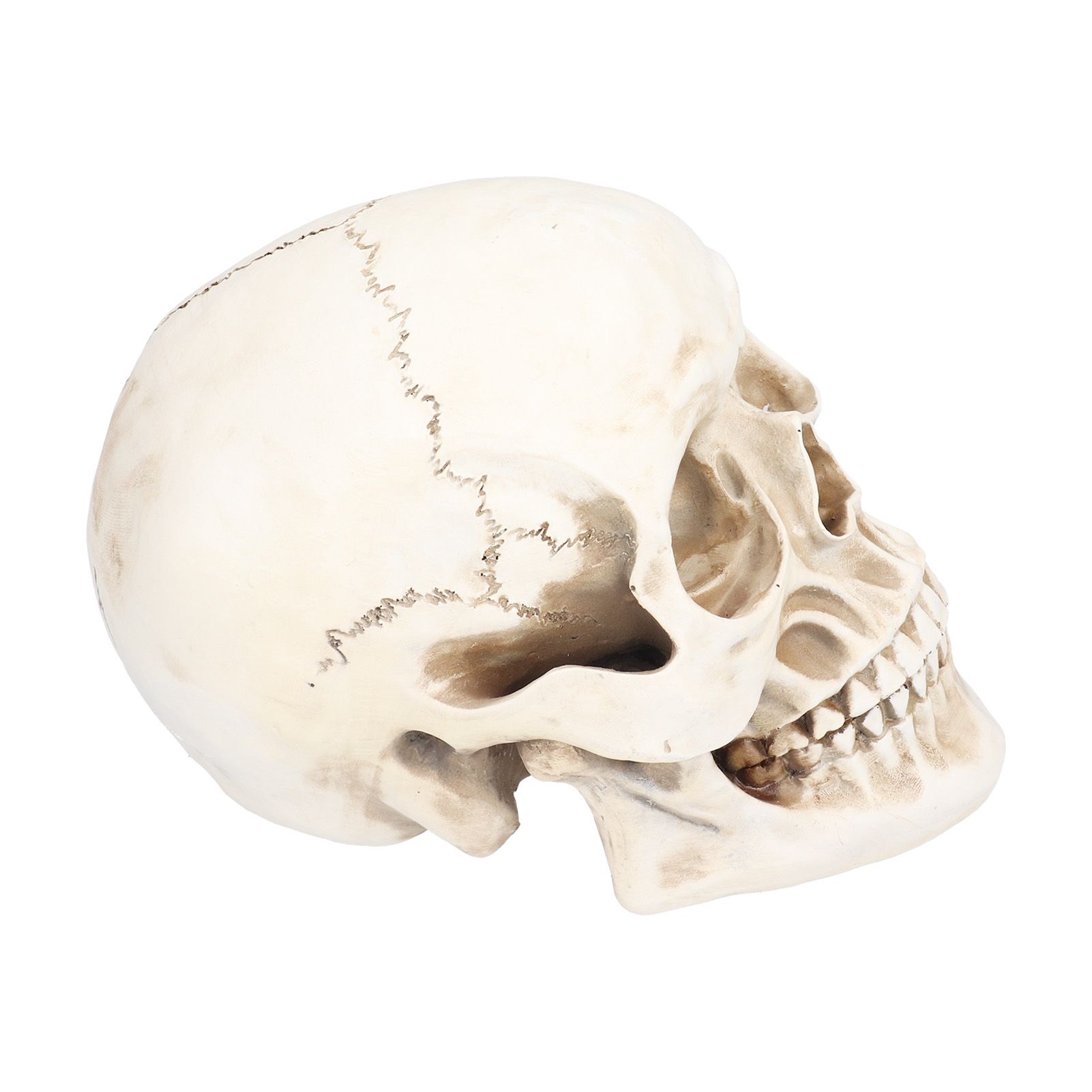 Animal Skull Model Skull Decoration Ornament Resin Craftwork Halloween Props view 2