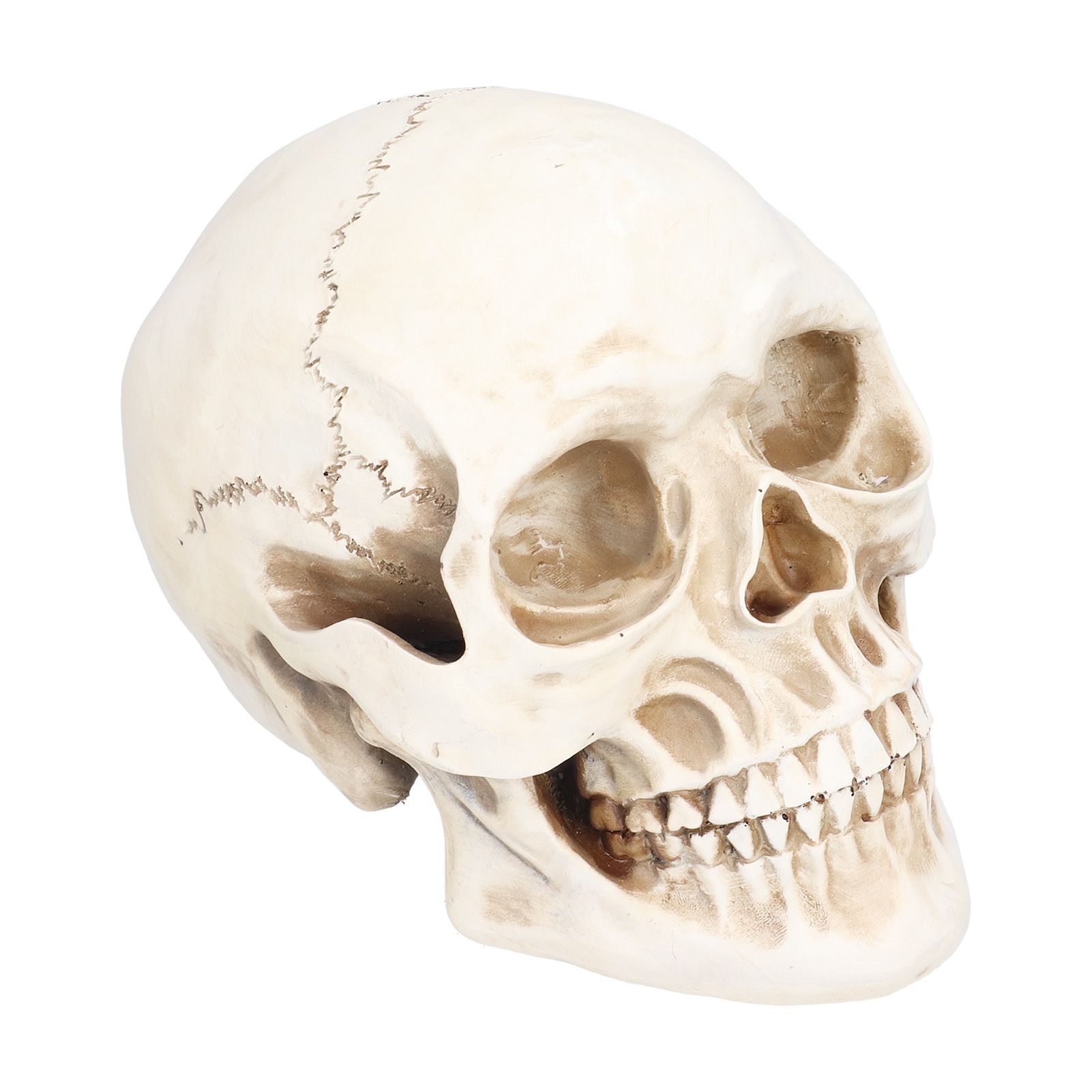 Animal Skull Model Skull Decoration Ornament Resin Craftwork Halloween Props view 3
