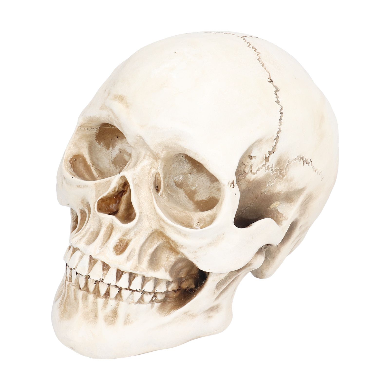 Animal Skull Model Skull Decoration Ornament Resin Craftwork Halloween Props view 4