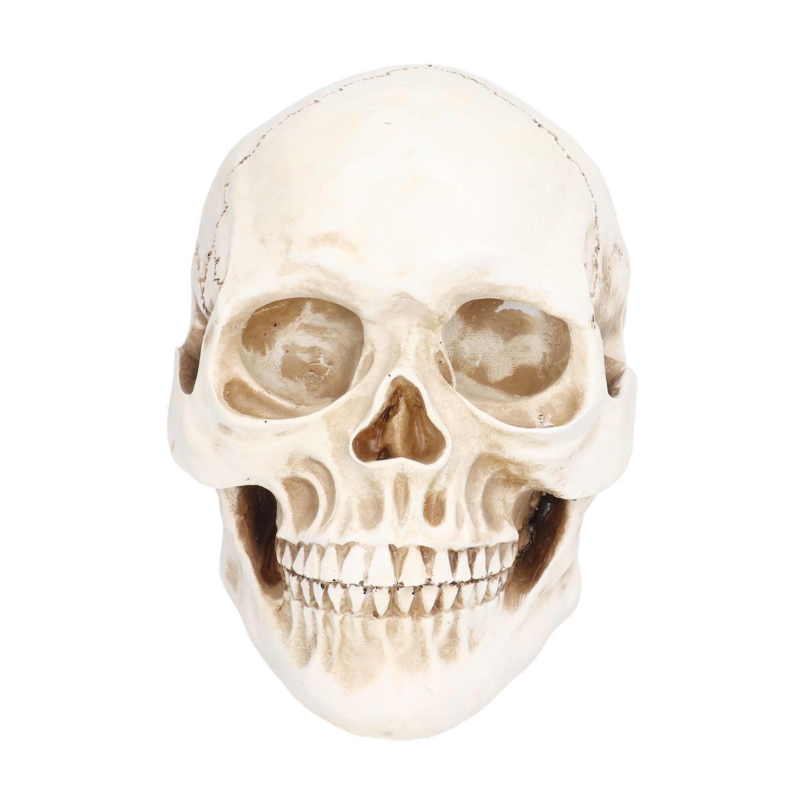 Animal Skull Model Skull Decoration Ornament Resin Craftwork Halloween Props view 5