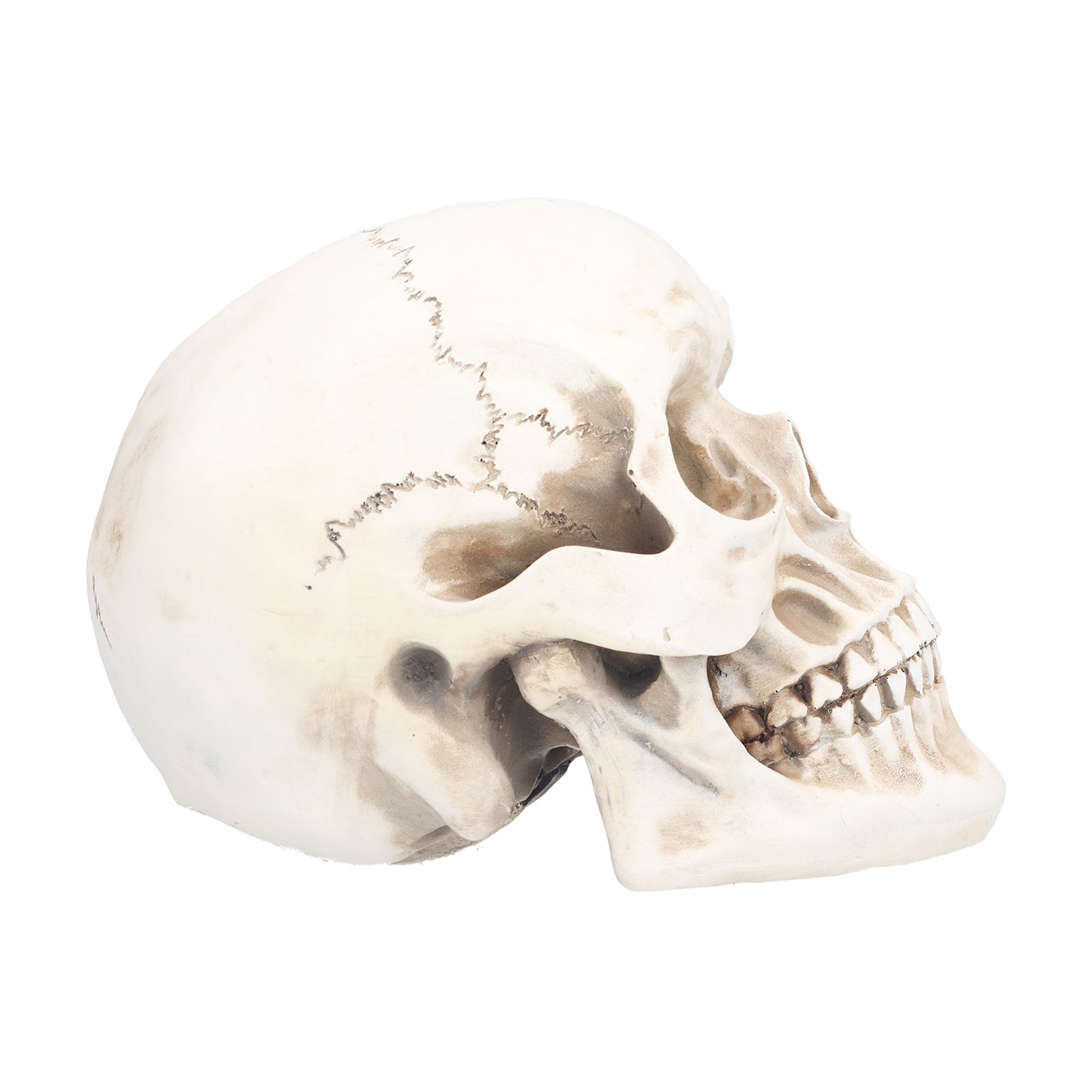 Animal Skull Model Skull Decoration Ornament Resin Craftwork Halloween Props view 6