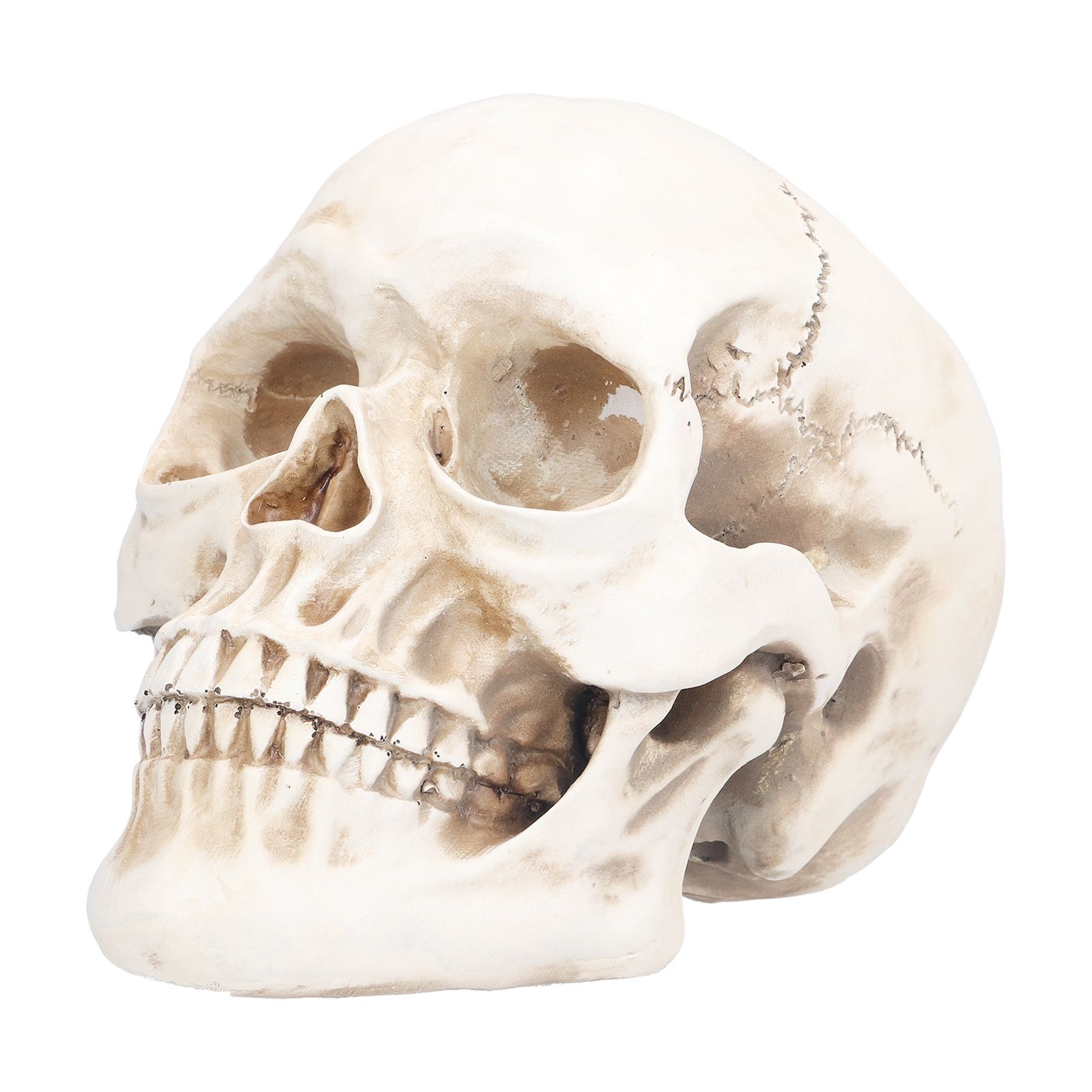 Animal Skull Model Skull Decoration Ornament Resin Craftwork Halloween Props view 7