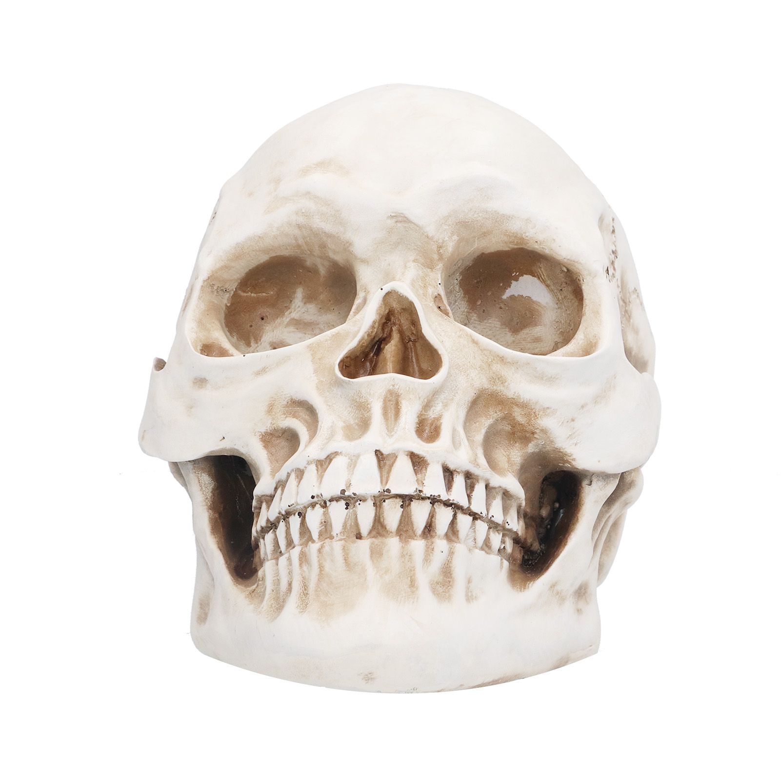 Animal Skull Model Skull Decoration Ornament Resin Craftwork Halloween Props view 8
