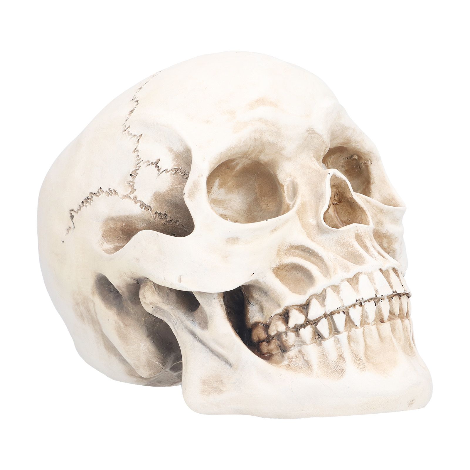 Animal Skull Model Skull Decoration Ornament Resin Craftwork Halloween Props view 9