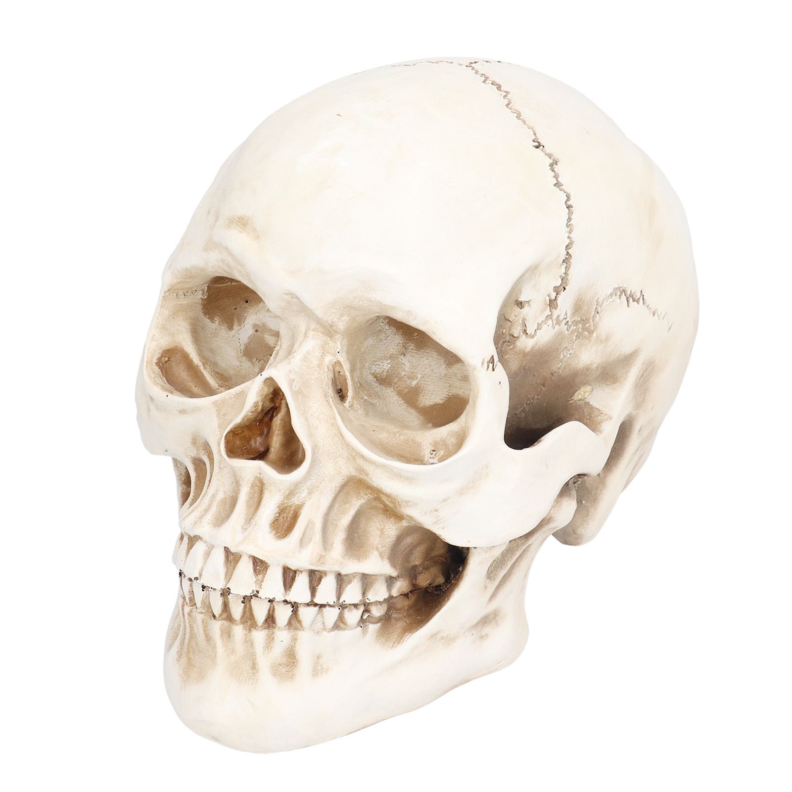 Animal Skull Model Skull Decoration Ornament Resin Craftwork Halloween Props view 10