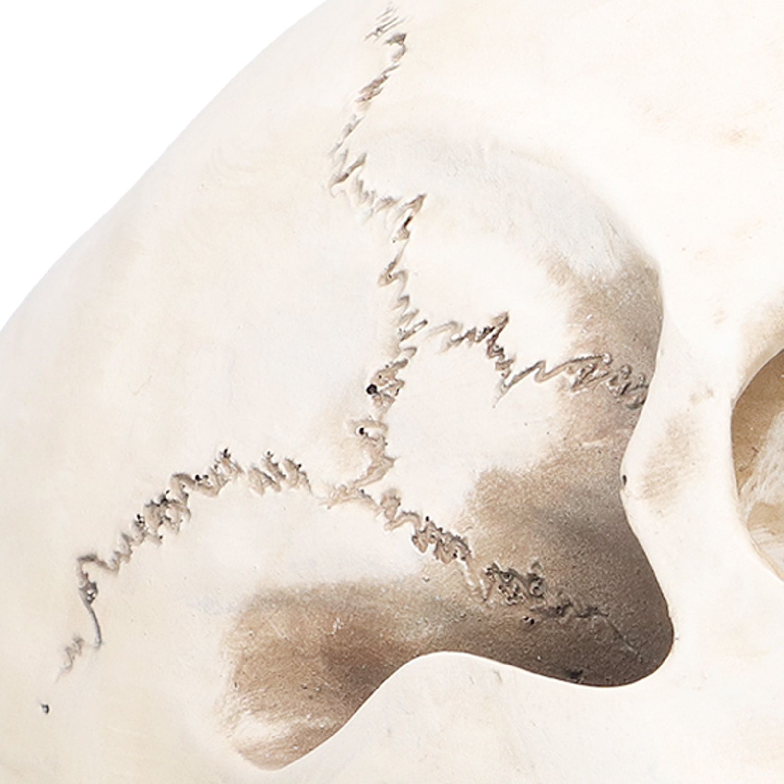 Animal Skull Model Skull Decoration Ornament Resin Craftwork Halloween Props view 14