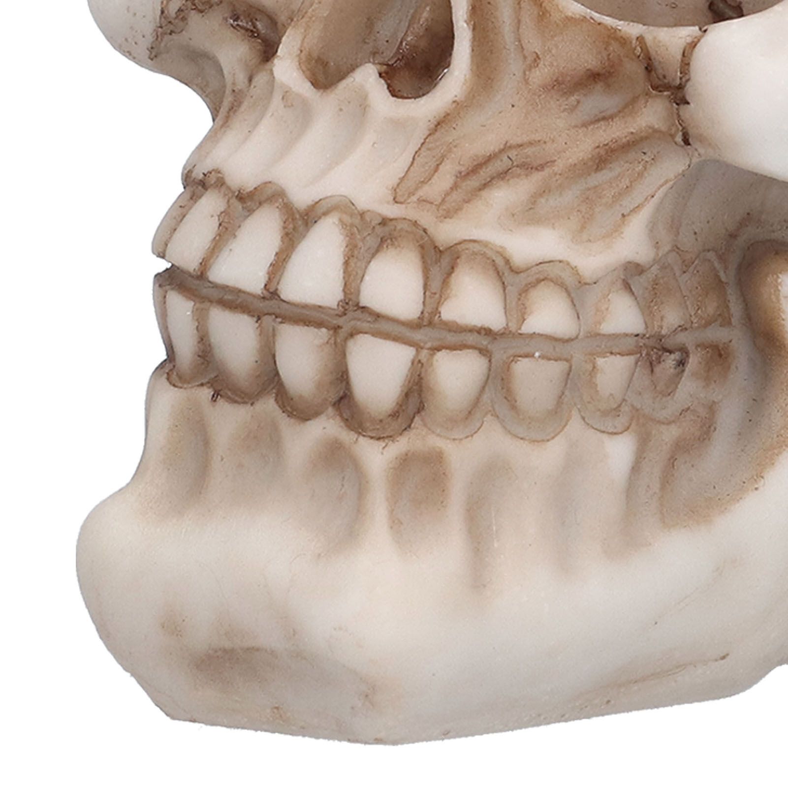 Resin Skull Durable Lightweight Halloween Decoration Resin Skull Ornament for view 15